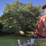 Haven med vores gamle flotte træ Haven med vores gamle flotte træ